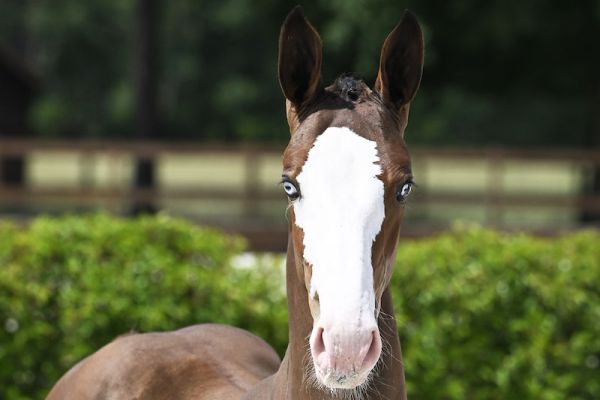 Aury 2000 Z  Aury 2000 Z