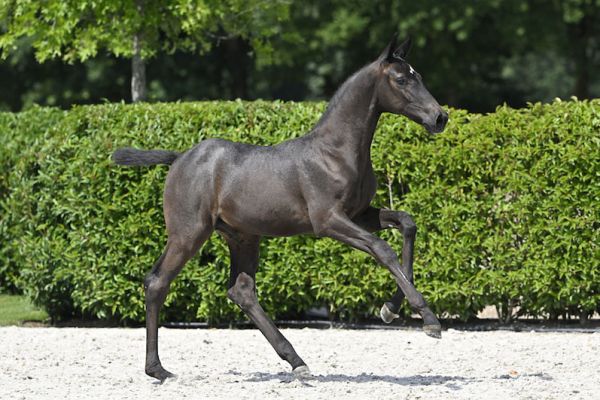 Cito 2000 Z 1 Cito 2000 Z 1