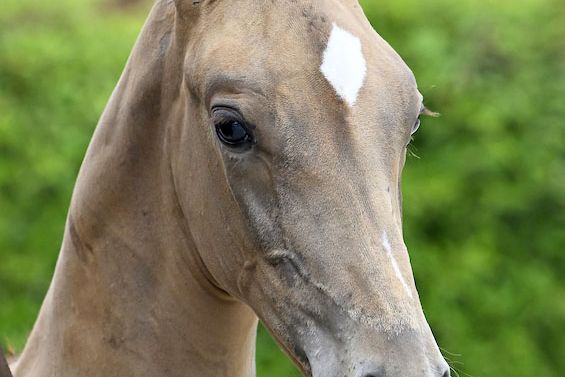 Esus 2000 Z Esus 2000 Z