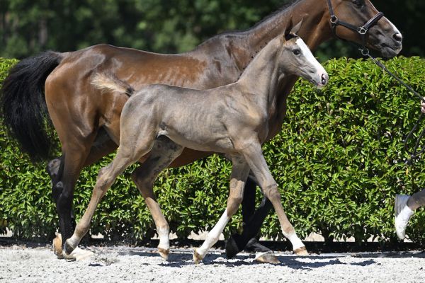 Cara-mel van 't Molenveld Z 1 Cara-mel van 't Molenveld Z 1