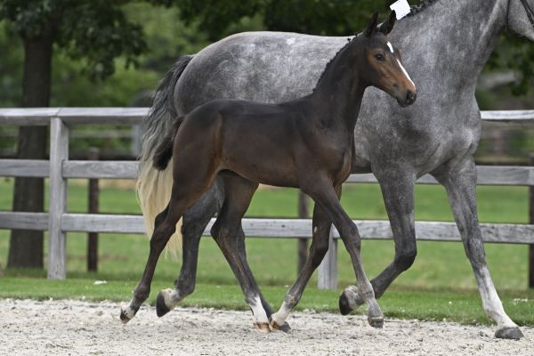 Condias de Poteau Z1 Condias de Poteau Z1