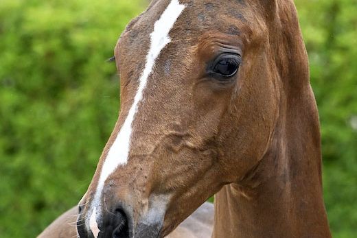 Queritto Z 2 Queritto Z 2