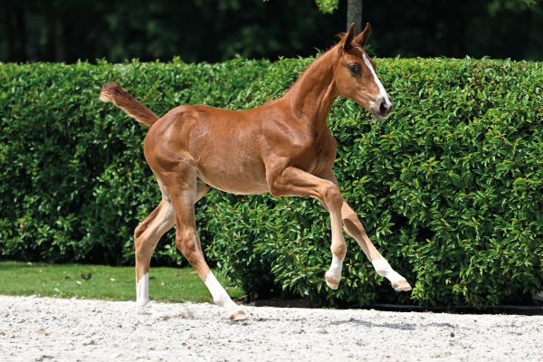 69 Costaud Philyra V.V. Z 69 Costaud Philyra V.V. Z