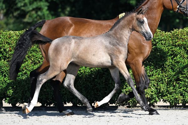 73 Cartagena Z 73 Cartagena Z