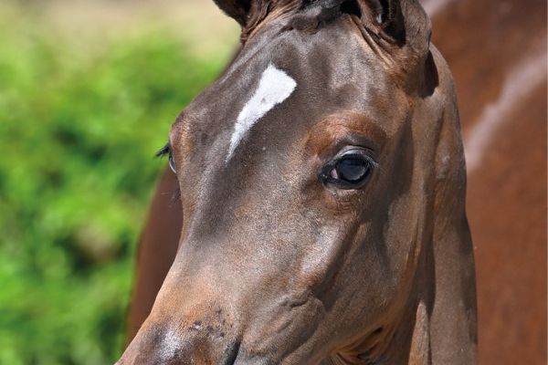 59 Cha Cha van WW 59 Cha Cha van WW