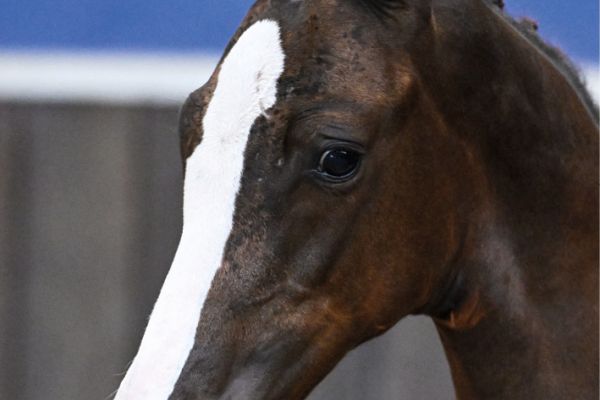 60 Handcrafted HSA Z 60 Handcrafted HSA Z