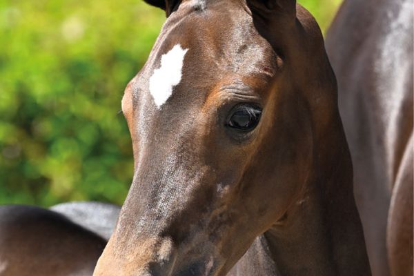 48 Coquette van Koningshof Z 48 Coquette van Koningshof Z