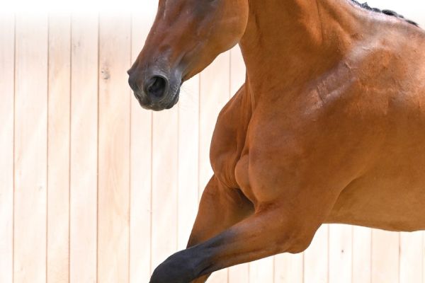 08 Tangelo's Girl JH Z 08 Tangelo's Girl JH Z