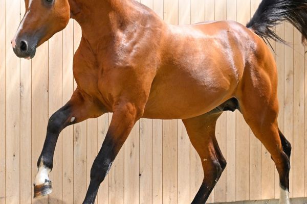 01 Unicorn H Z 01 Unicorn H Z