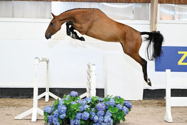 08 Tangelo's Girl JH Z 08 Tangelo's Girl JH Z