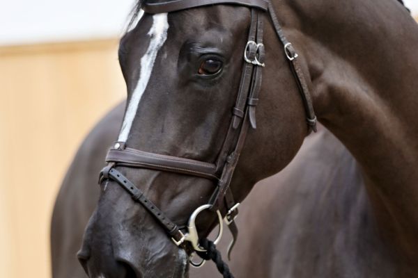 Dex Special MB Z Dex Special MB Z