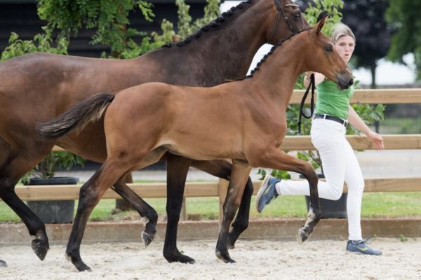 Cadiniz Z . Cadiniz Z .