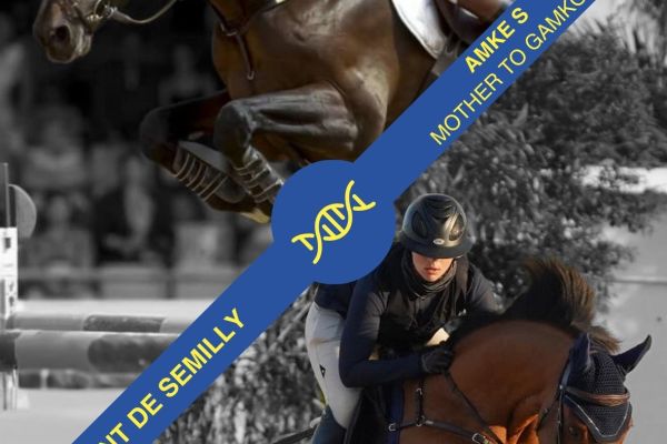 Embryo Diamant de Semilly x Amke S Embryo Diamant de Semilly x Amke S