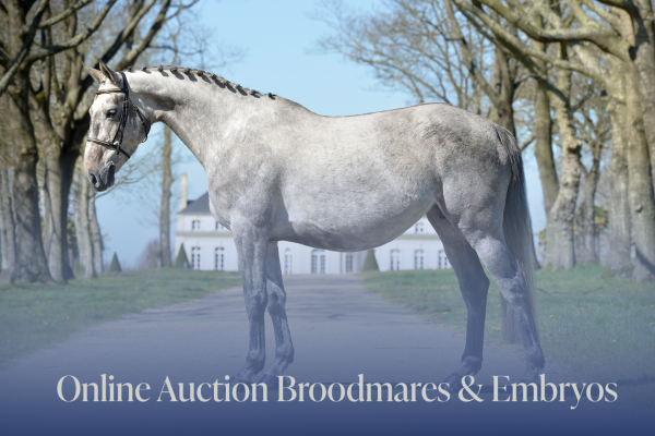 Online auction broodmares...