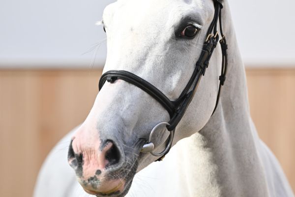 Coco Jambo Z Coco Jambo Z