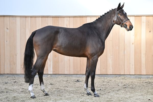 Tucci van het Bildeken Tucci van het Bildeken