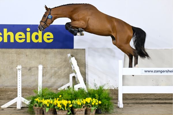 GRINGO DES SÉQUOÏAS Z . GRINGO DES SÉQUOÏAS Z .