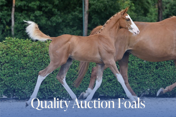 Quality Auction Foals 1