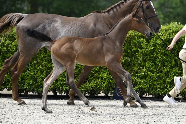 Lanzarote de Muze x Curby du Seigneur Leónidas Z