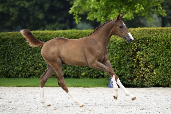 For Pleasure x Kashmir van Schuttershof Fahrenheit van WW Z
