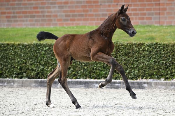 Uricas vd Kattevennen x Cornet Obolensky Ultimate Usha Z