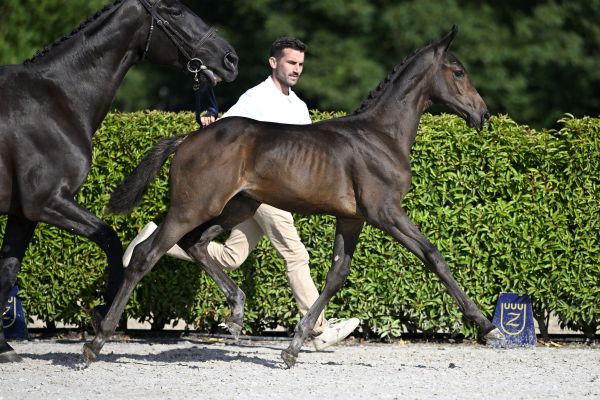 Chacco Blue x Nabab de Reve Colorado BE SES Z