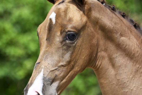 Echo van 't Spieveld x Balou du Rouet Equalizer Z