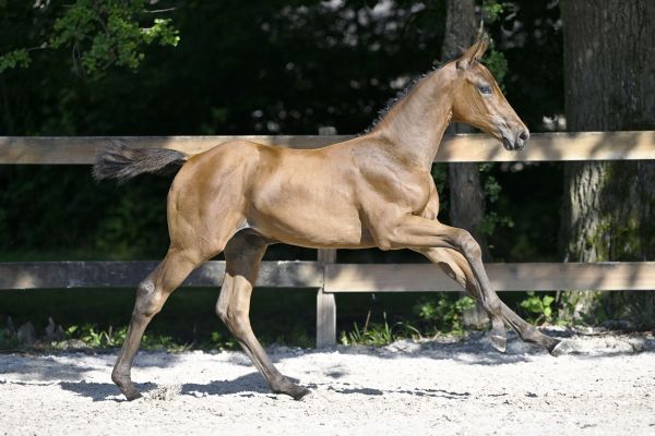 Chacco Blue x Diamant de Semilly Conthaga TJS Z