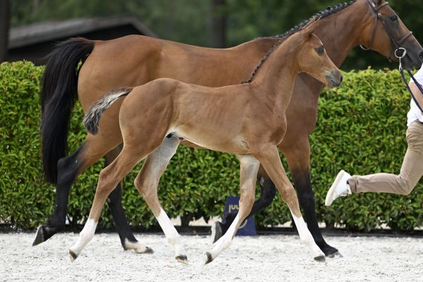 Heartbreaker x Querlybet Hero Highlight L3B Z