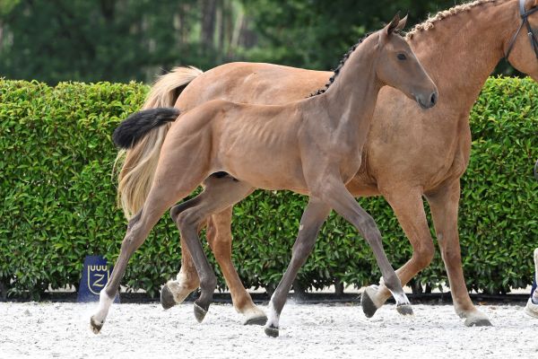 Chacco Blue x Kassander van 't Roosakker Z Chacco Boy vd Eijkhof Z