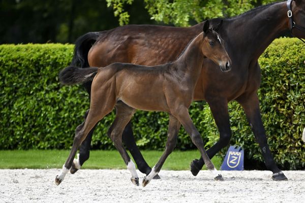 Bacardi x Thunder vd Zuuthoeve Bella Ragazza Z