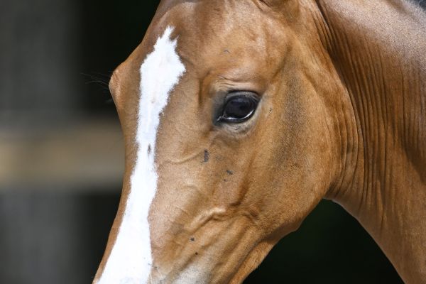 Dora de Poteau Z Dora de Poteau Z