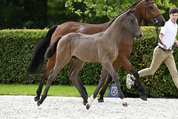 Jaxon de Léau Z Jaxon de Léau Z