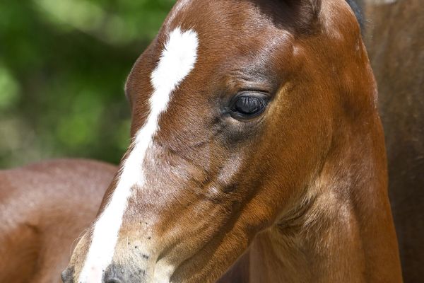 Top One de la Croix Renard Z Top One de la Croix Renard Z