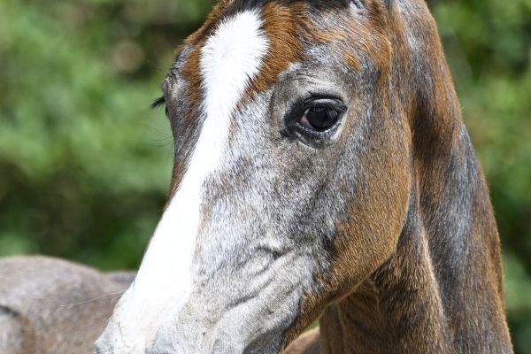 Quantum van het Akrenbos Z Quantum van het Akrenbos Z