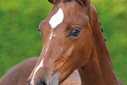 Brize de Regor Z Brize de Regor Z