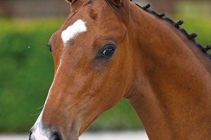 Homeland JT Z Homeland JT Z