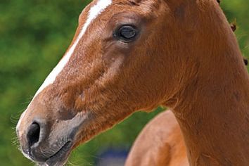 Belhème du Maillet Z Belhème du Maillet Z