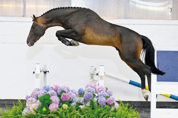 Di Amore XS Z Di Amore XS Z