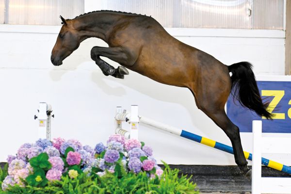 Calimero NJH Z Calimero NJH Z