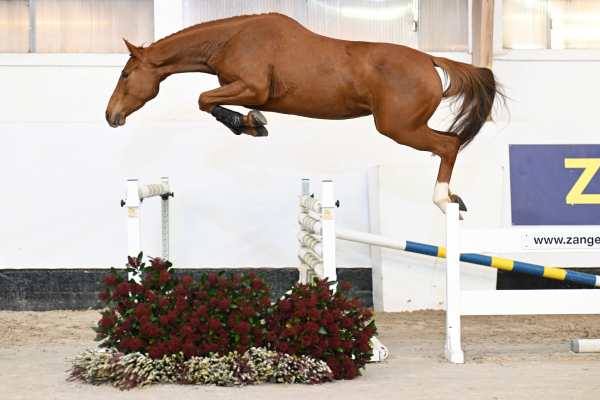 Aganix du Seigneur Z x Caretano Z Acerola Z