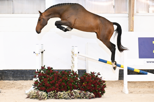 Liamant-W x Zirocco Blue Riamant-H
