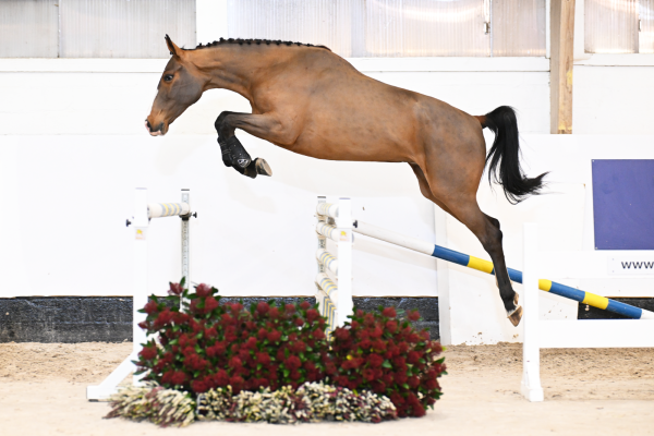 Tsar Hero x De Flor 111 Z Venus van het Lindehof