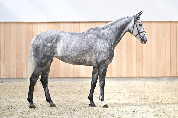 Las Vegas Z Las Vegas Z