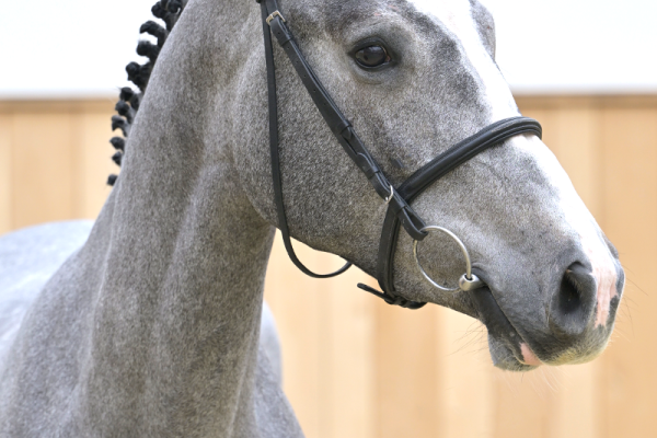 Reliance Menezig Z Reliance Menezig Z