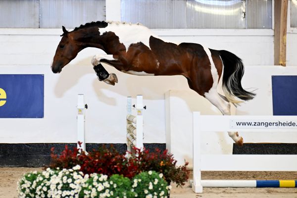 Aram de Bo Z Aram de Bo Z