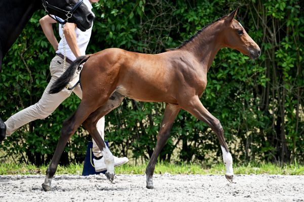 Bianchi DCK Z Bianchi DCK Z