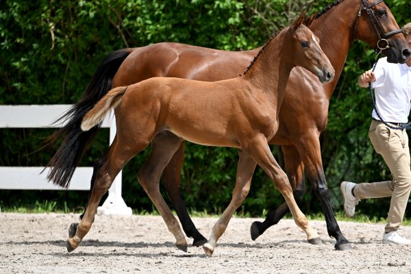 Carthiano Kemp Z Carthiano Kemp Z