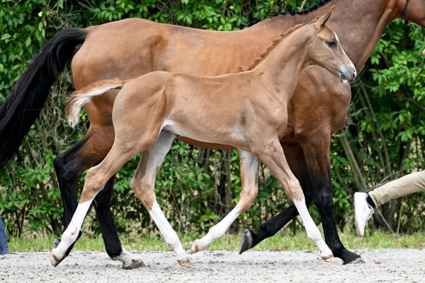 Eckermann vh Ruytinxbos Z Eckermann vh Ruytinxbos Z