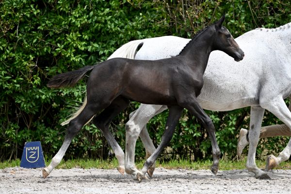 Erasmus PS Z Erasmus PS Z